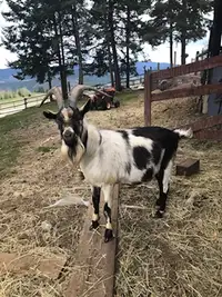 Alpine dairy goats for free