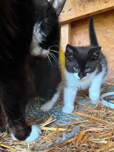 4 Cute Tuxedo kittens ready to go to their new home. Litter trained and eating solids. Only females...