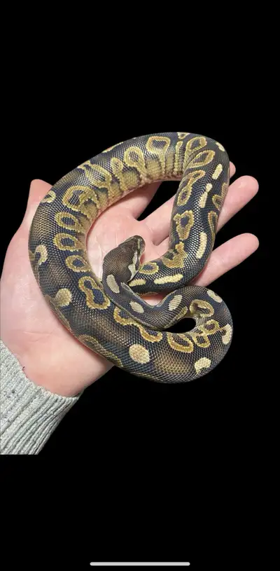 cinnamon YB/ashphalt male, View more