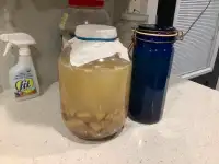 Homemade Cider Vinegar/Scobies/Recipe