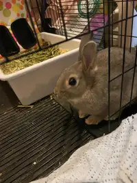 Baby rabbit for rehoming