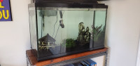 48 gallon Fish Tank with African Cichlids