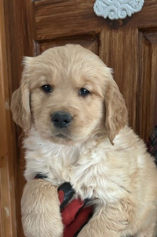Chiot Golden retriever ... dispo début Juin dans Chiens et chiots à adopter  à Victoriaville - Image 2