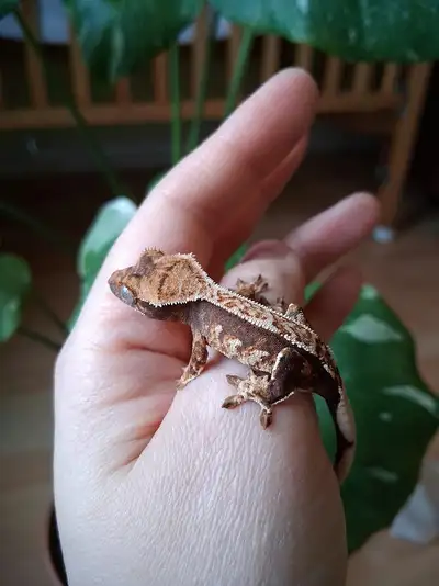 Bébé gecko à crête white wall tricolore, View more