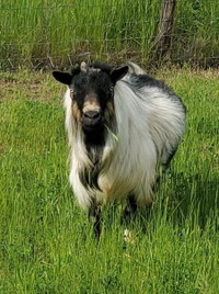 Registered Nigerian Dwarf Goat Herd (x6) 