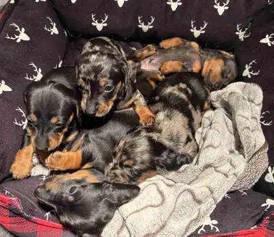 Miniature Dachshund Puppies!, View more