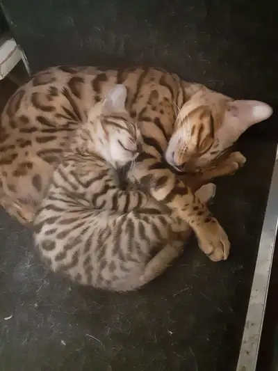 chaton bengal pure race parent sur place, View more