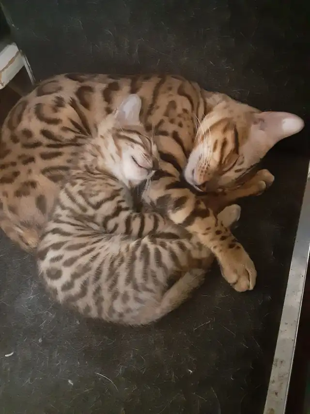 chaton bengal pure race parent sur place in Cats & Kittens for Rehoming in Trois-Rivières - Image 2