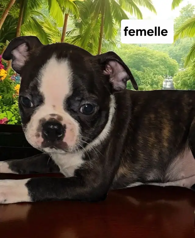 Boston terrier in Dogs & Puppies for Rehoming in Laval / North Shore - Image 3