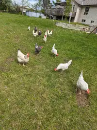 Chickens