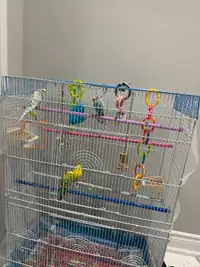 Budgies and cage