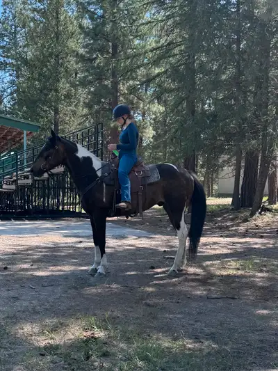 Companion or Project Horse, View more