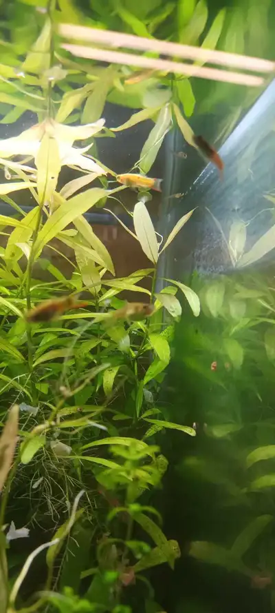 Endlers - Male, female and babies, View more