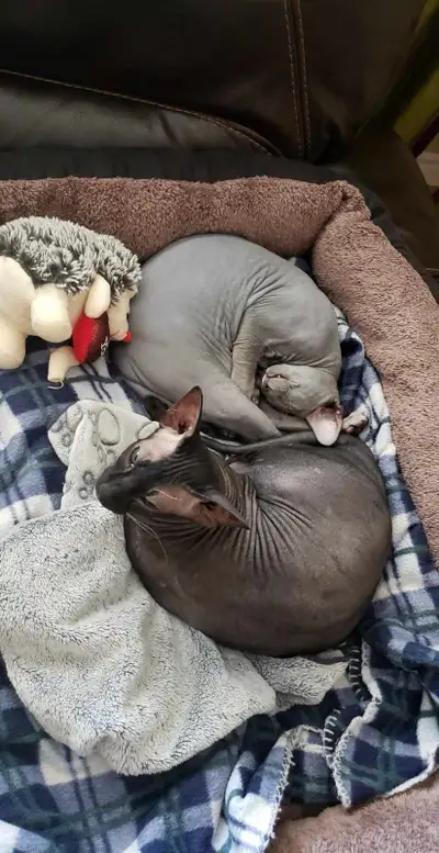 Peterbald mâle et femelle, View more