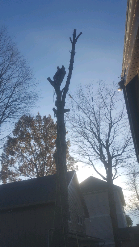 Tree removal64840203069953122