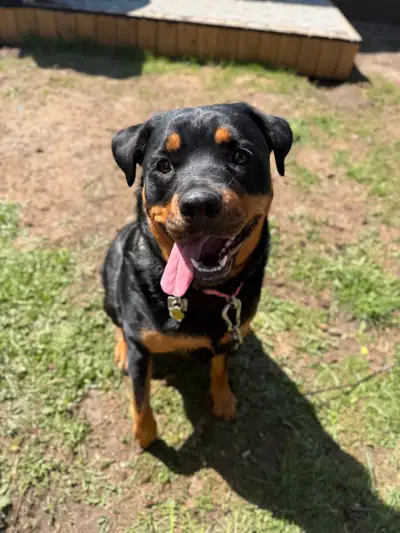 Rottweiler 1.5 year female, View more