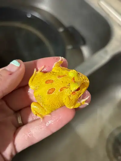 Pacman Frogs, View more