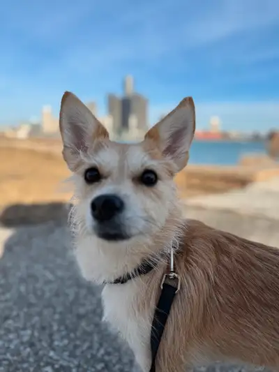 ¡Hello everyone! My name is Carolina and Im willing to walk your dog in walkerville area and its sur...