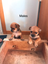 Pug\Chihuahua Puppies - SOLD