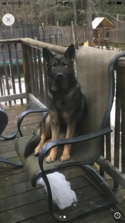 GERMAN SHEPHERD FEMALE $250, View more