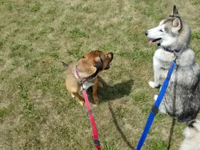 We are Windsor's best "Full Service" Pet Care Givers. We will walk your dog when you can't be availa...