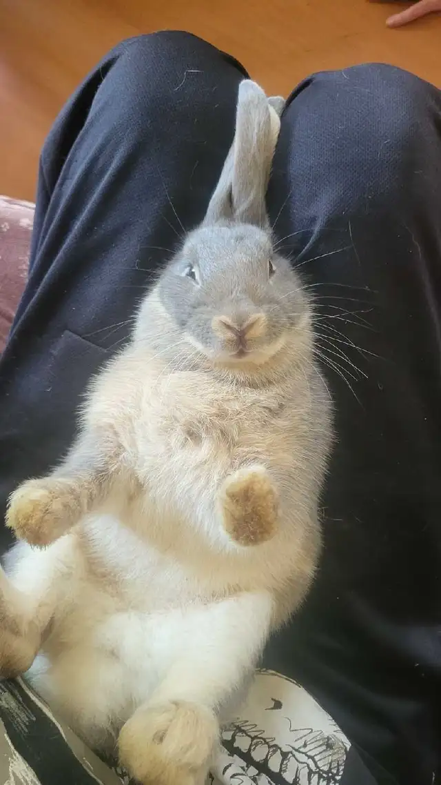 Rabbit Gender Identification in Animal & Pet Services in Moncton - Image 2