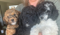 Double Mini Labradoodle Puppies 