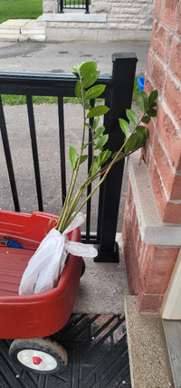 Free zz plant for pick up