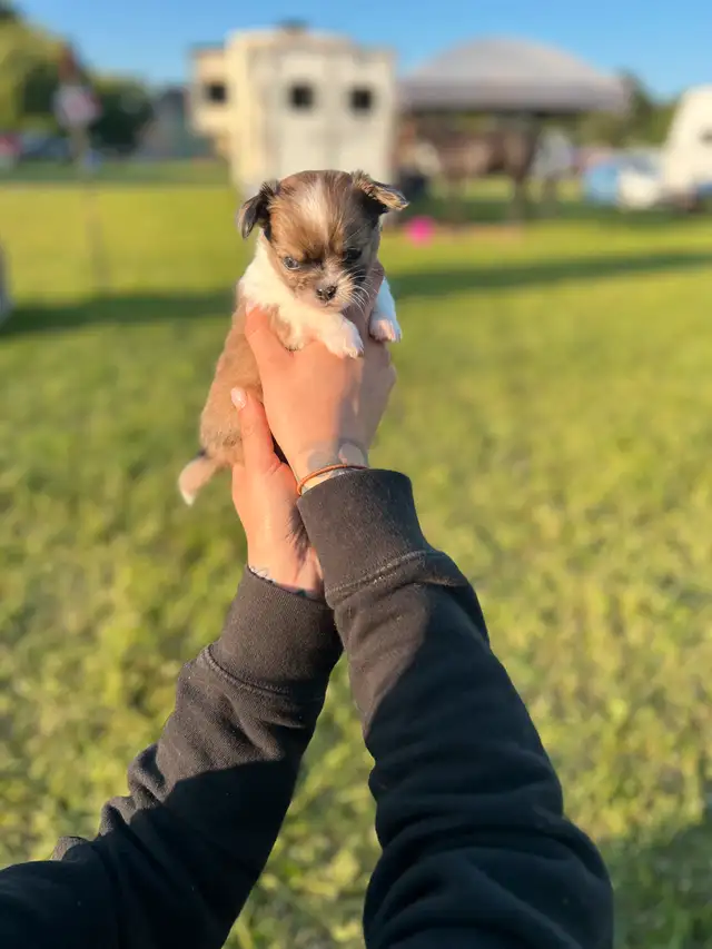chihuahua poil long in Dogs & Puppies for Rehoming in Laurentides - Image 4