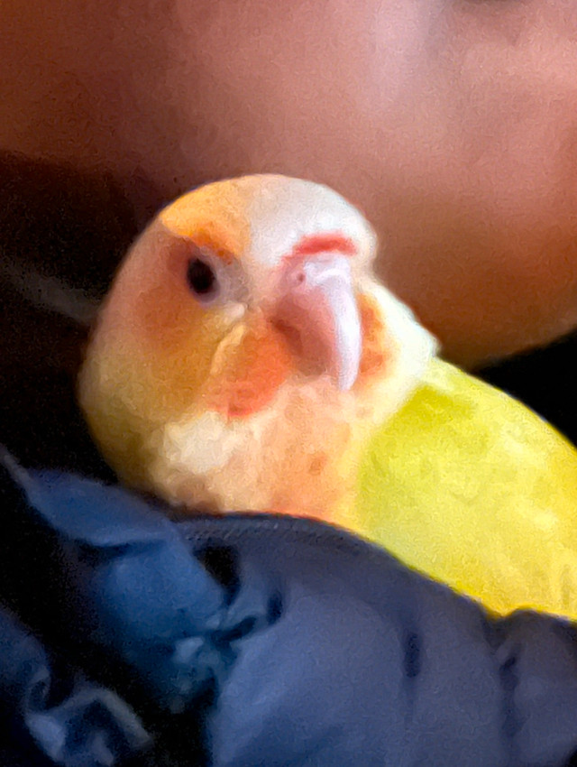Suncheek conure for sale (trade interested) in Birds for Rehoming in City of Toronto - Image 3