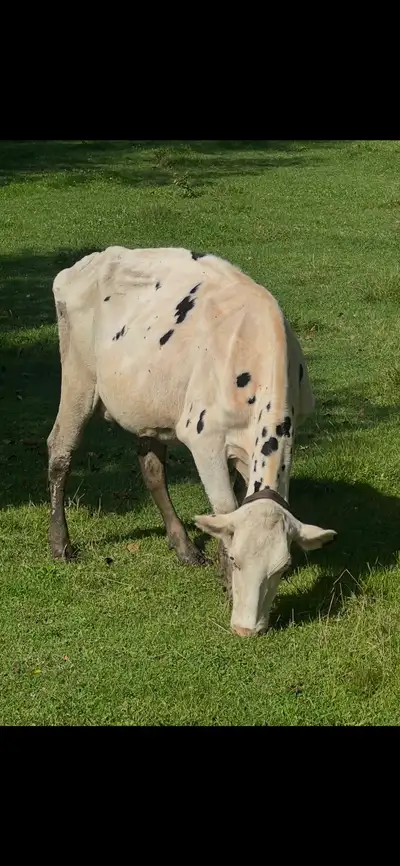 I am offering a healthy, mature Holstein dairy cow for sale, currently thriving in a pasture environ...
