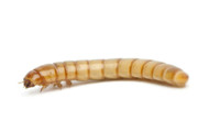 Live mealworms 