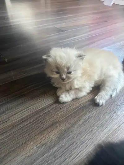 Chaton persan x angora, View more