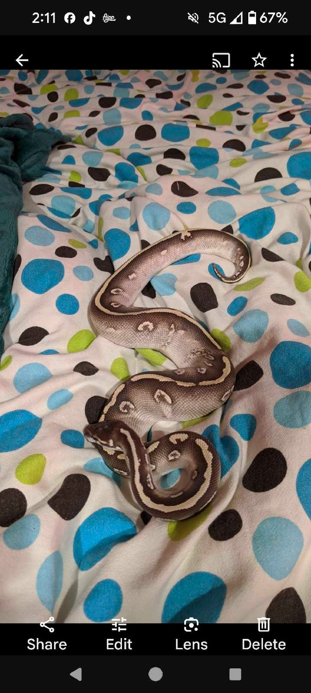 Ball python  in Other in North Bay - Image 2
