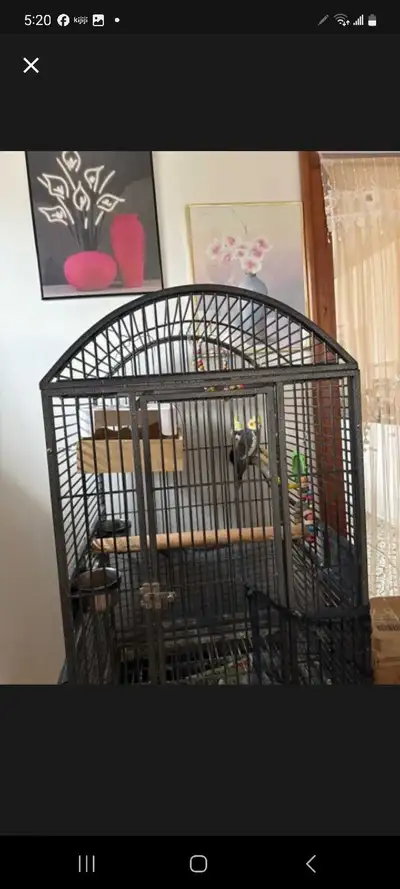 looking for Cockatail male or female and tamed , View more