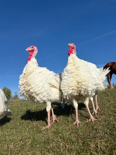 ❤️❤️turkeys ❤️❤️, View more