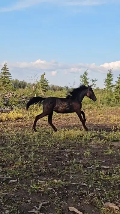 couple Half Andalusian yearling fillies, View more