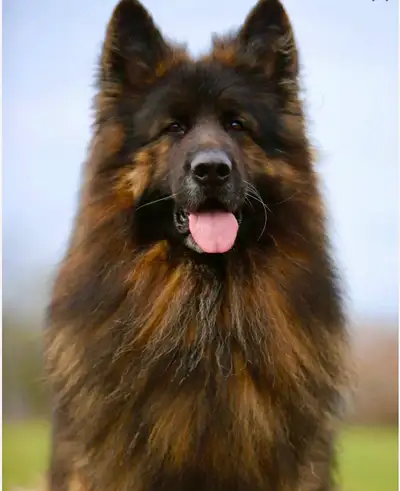 German shepherd puppies, View more