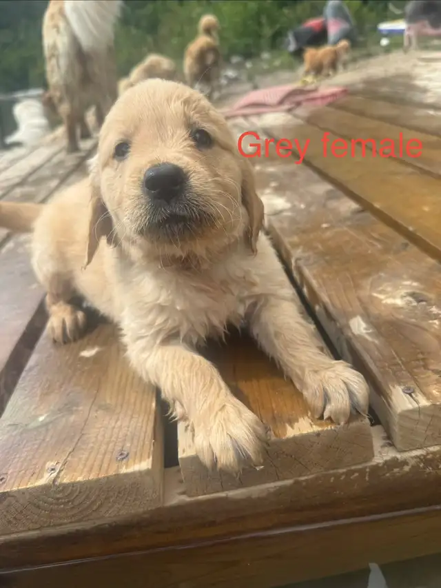 English  Golden Retriever puppies ready to go! in Dogs & Puppies for Rehoming in Sudbury - Image 8