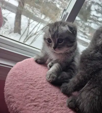 scottish fold kitten, View more