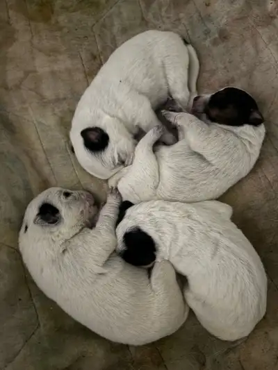 Blue Heeler Pups for sale, View more