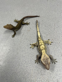 Collection of crested geckos 