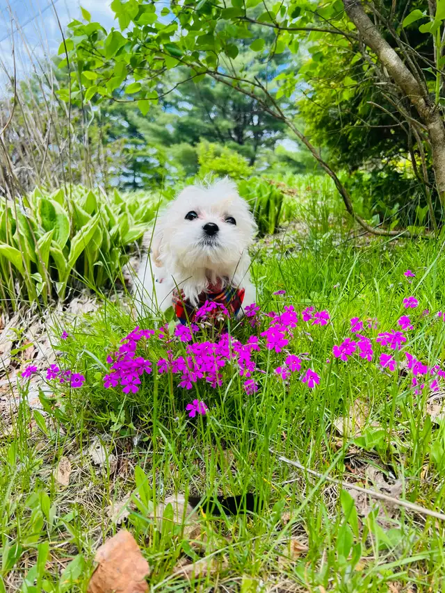 Maltipoo in Dogs & Puppies for Rehoming in Miramichi - Image 4