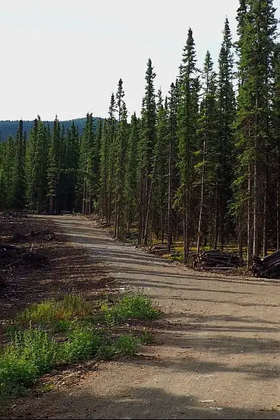 5 acres of undeveloped spruce and pine forest in a quiet rural neighborhood. The land is approx. 25...