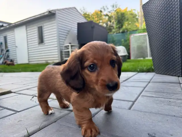 Teckel miniature poil long in Dogs & Puppies for Rehoming in Trois-Rivières - Image 2
