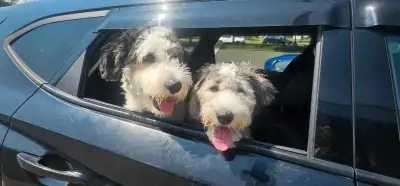  Loving Pet Care Services – Dog Walking & Pet Sitting 
, View more