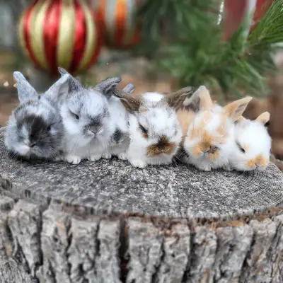 EXTRAORDINAIRE bébé lapin nain bélier hollandais et nain néerlan, View more