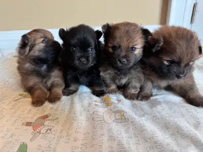 Pure bred Pomeranian Puppies for sale, View more