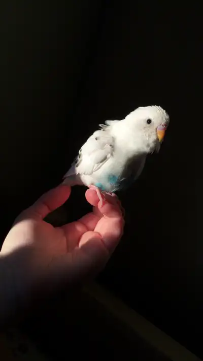 Willing to pay a fee, I’m looking for a another species parakeet, preferably a budgie for a friend f...