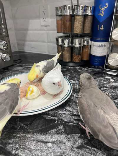 Hand-Raised Cockatiels For Sale!